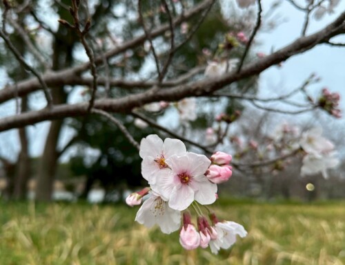 春を心地よく過ごすためにできること